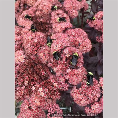 Sedum Spectabile Marchants Best Red Dancing Oaks Nursery And Gardens