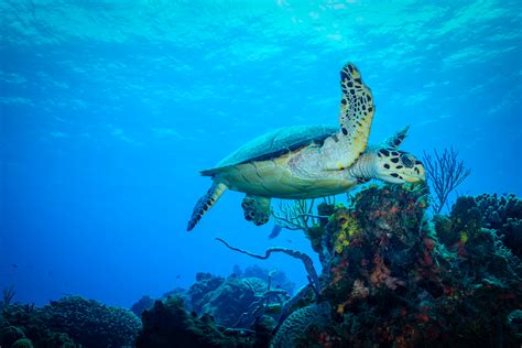 18 mejores cosas para hacer en Cozumel México