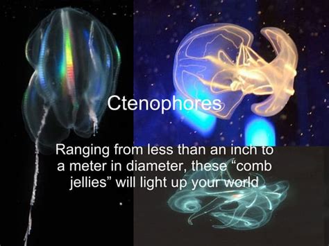 Ctenophores | PPT