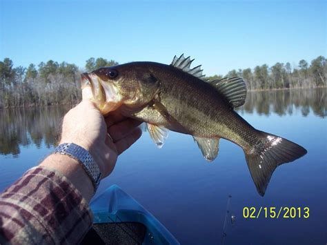 Lake Airfield Wakefield Va Tidal Fish Forum