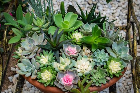 23 Charming Indoor Succulent Garden Ideas That Are Living Art | LoveToKnow