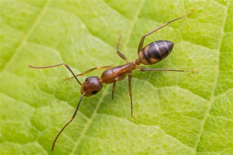 Tipos de hormigas 10 Especies Características y FOTOS