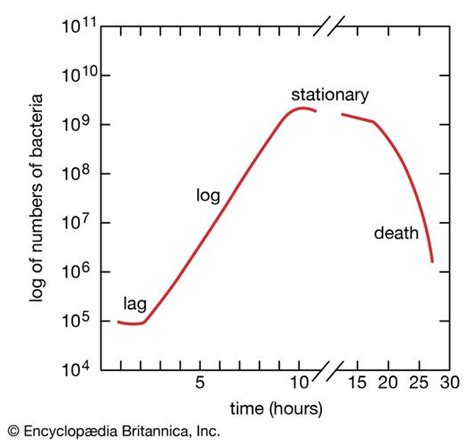 Bacteria Growth Of Bacterial Populations Britannica