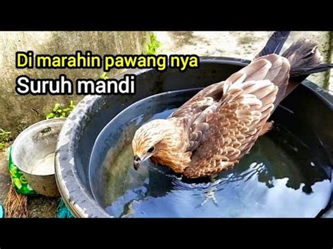 Si Lee Burung Elang Jinak Disuruh Mandi Sama Pawang Nya Youtube