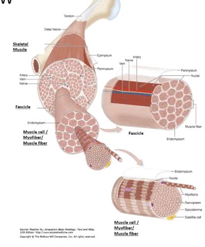 Myopathies And Neoplasia Muscles And Soft Tissues Flashcards Quizlet