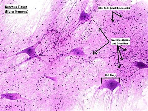 Nervous Tissue Motor Neurons Neurons Tissue Biology Histology Slides