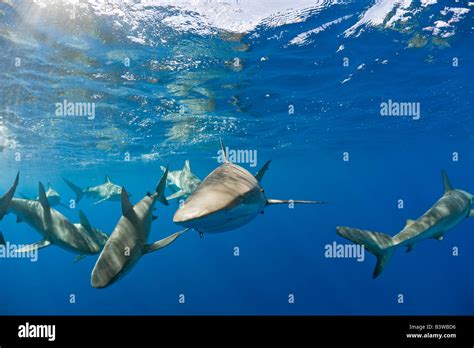 Galapagos Sharks Carcharhinus Galapagensis Oahu Pacific Ocean Hawaii