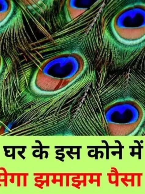 मोर पंख को घर के इस कोने में रखने से बरसेगा झमाझम पैसा Hindi Read Duniya