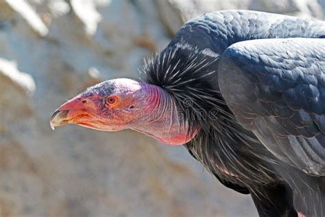 Kalifornien-Kondor stockbild. Bild von fleischfresser - 96270079