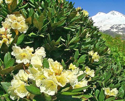 Рододендрон кавказский / Рододендрон (азалия) / Красивоцветущие ...