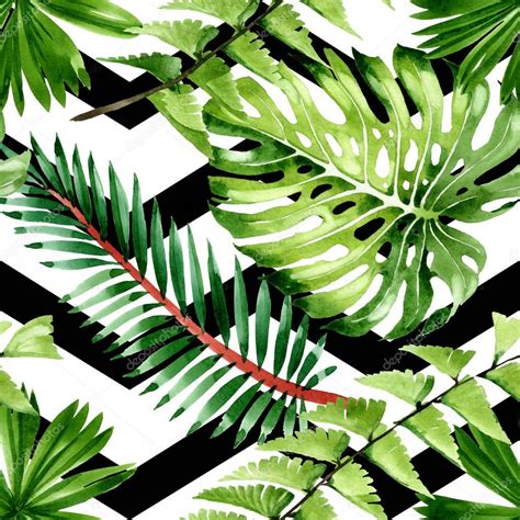 Palmera Deja La Selva Nica Conjunto De Ilustraci N De Fondo