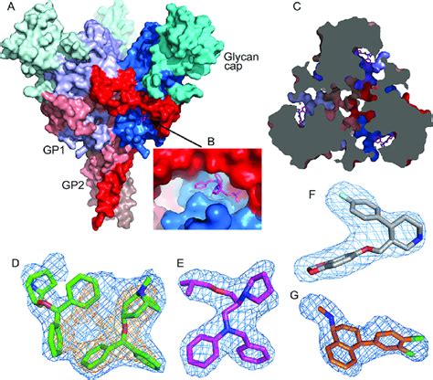 Overall Structure Of EBOV GP And Electron Density Maps A Surface