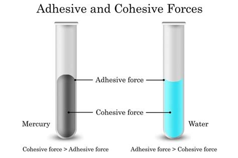 367 Adhesion Cohesion Images, Stock Photos, 3D objects, & Vectors | Shutterstock