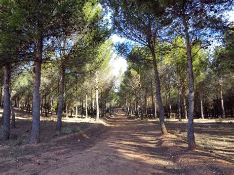 Rutas Mtb Madrid Belmonte Del Tajo