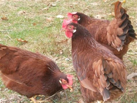 Red Leghorn Chickens