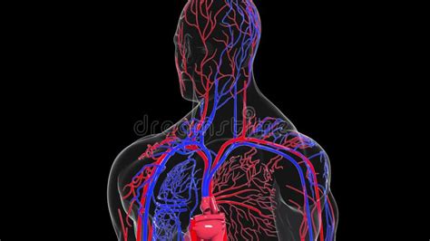 Modelo Rotativo Do Sistema Circulatório Humano 3d Renderização Dos