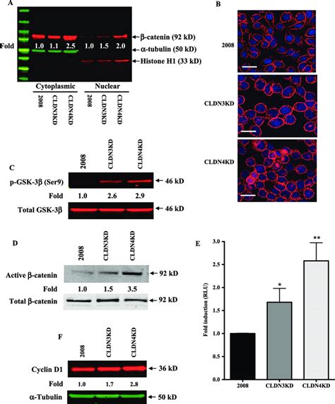 Activation Of β Catenin Signaling On Knockdown Of Cldn3 And Cldn4 A