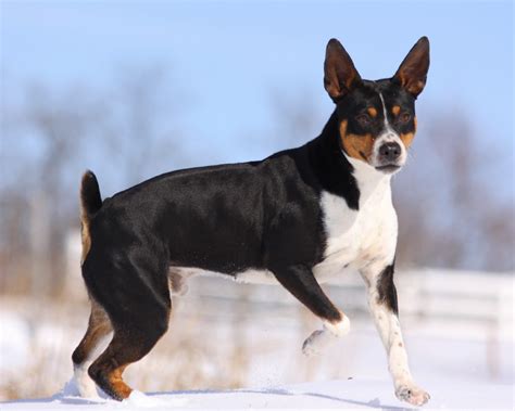 Seegmiller Standard Rat Terriers Planned Breedings