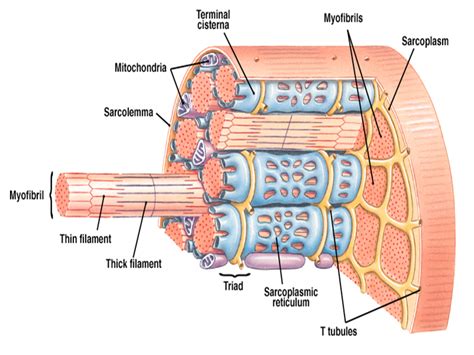 DIAD, not triad in myocardial cells Best Movie Posters, Muscular System ...