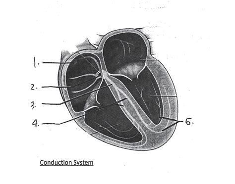 Conduction System Diagram Quiz