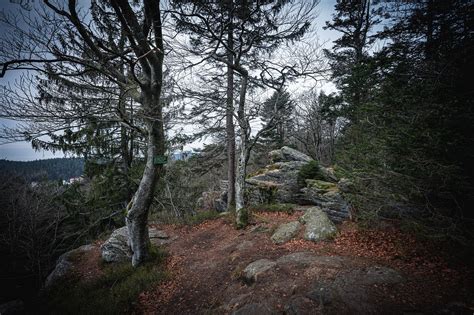 Bavarian Forest Hiking - Free photo on Pixabay - Pixabay