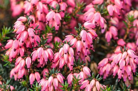 Heather Erica Carnea Corinna Photo Dianna Jazwinski Deck Garden