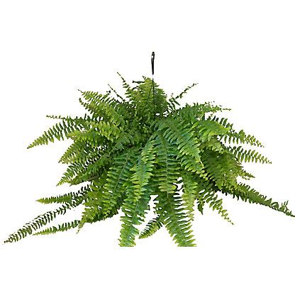 Boston Fern Hanging Basket, 10 in – Central Market