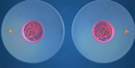 3d Illustration Of Mitosis In Cell Cycle Meiosis Dna Eukaryotic Cells