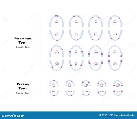 Primary Teeth Dentition Anatomy Child Upper And Lower Jaw Child Tooth