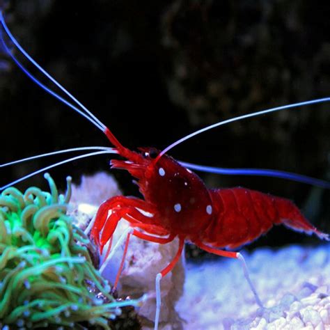 Blood Red Cleaner Shrimp Lysmata Debelius