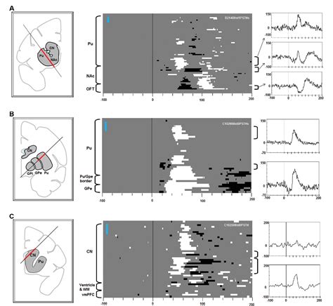 Figure 3 From Diverse Sources Of Reward Value Signals In The Basal