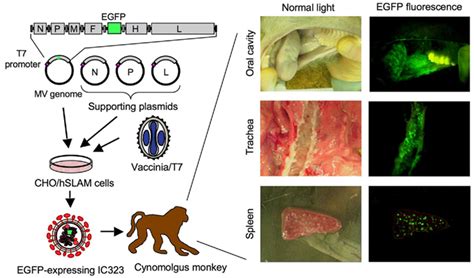 Frontiers Cell Tropism And Pathogenesis Of Measles Virus In Monkeys