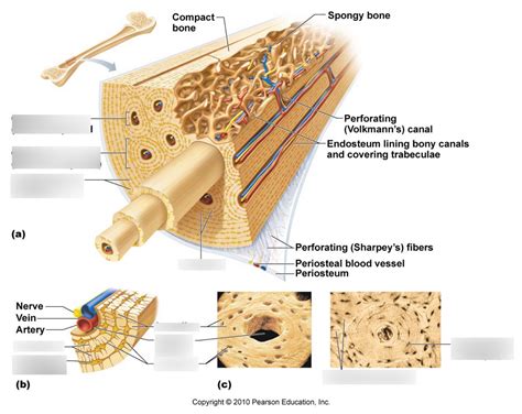 Bone Histology Labeling Diagram | Quizlet