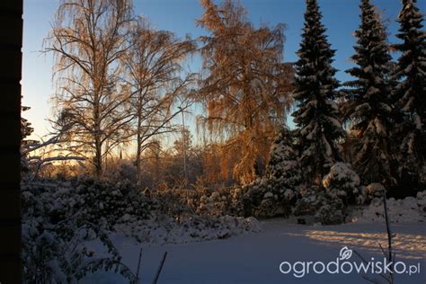 Wszystkiego Po Trochu Strona Forum Ogrodnicze Ogrodowisko