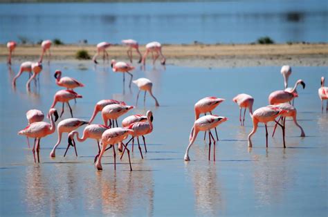 Flamants Roses Ce Quil Faut Savoir Leur Sujet Blog Et Carnet De