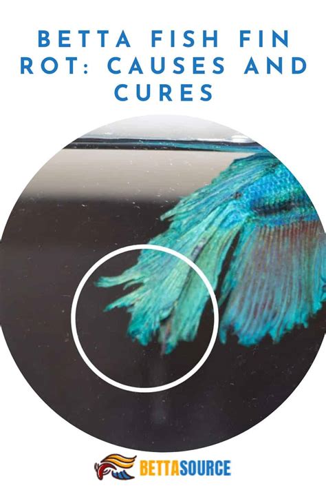 Restoring the Grace of Your Betta: Essential Tips to Heal Fin Rot