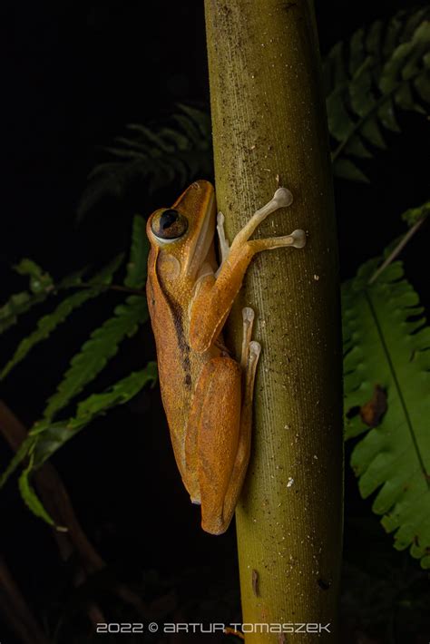 Polypedates Sp Inglourious Reptiles Flickr