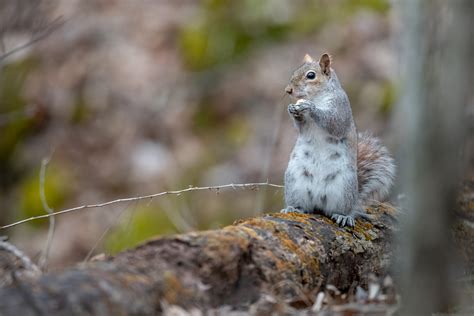 Eastern Gray Squirrel From Burlington VT 05408 USA On April 04 2020