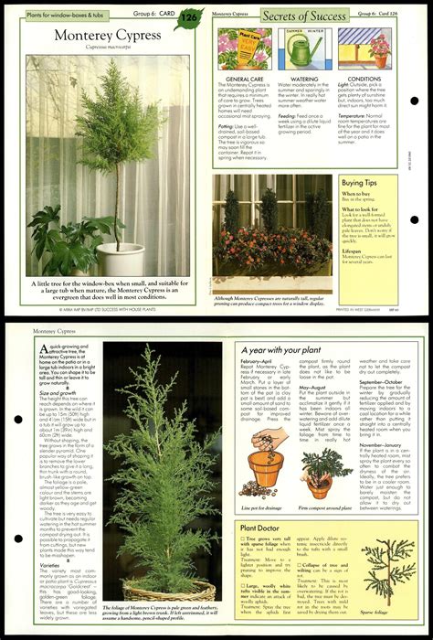 Monterey Cypress 126 Window Boxes Success With House Plants 1990 Fold