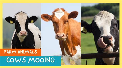 Cows Mooing For Kids Cow Sounds And Noises For Kids Moo Tastic Youtube