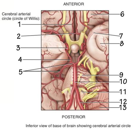 Brain With Cerebral Arterial Circle Diagram Quizlet