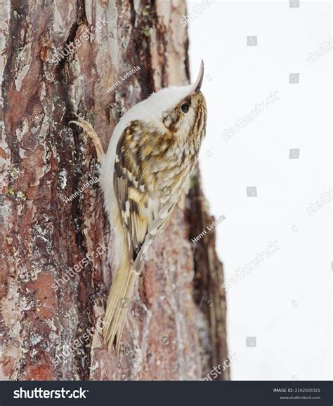 Eurasian Treecreeper Common Treecreeper Certhia Familiaris Stock Photo