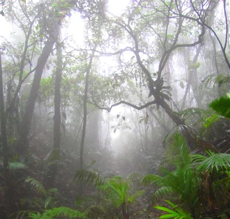 Um Espa O Meu Reserva Biol Gica Do Alto Da Serra De Paranapiacaba