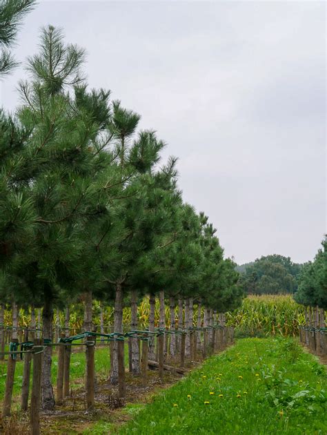 Pinus nigra subsp nigra Pin noir d Autriche Van den Berk Pépinières