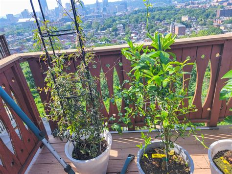 How To Grow Passion Fruit In Pots Outside Of The Tropics