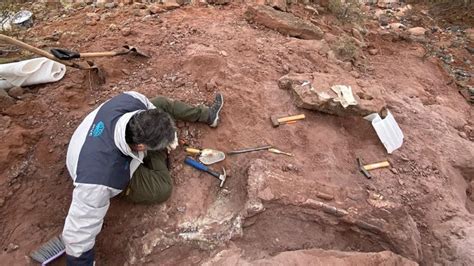 Asombroso Hallazgo De Restos óseos De Un Dinosaurio En El Patio De Una