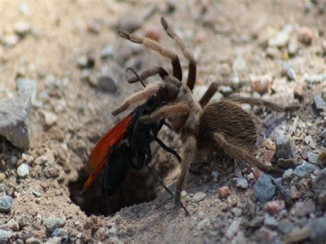 Video 10 Things You Need To Know About Tarantula Hawk Wasps Abc15 Arizona