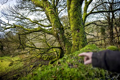 Should You Worry About Lichens Moss Algae On Trees Wabe