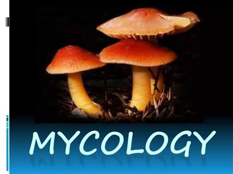 Ppt Mycology Powerpoint Presentation Free Download Id 6889850