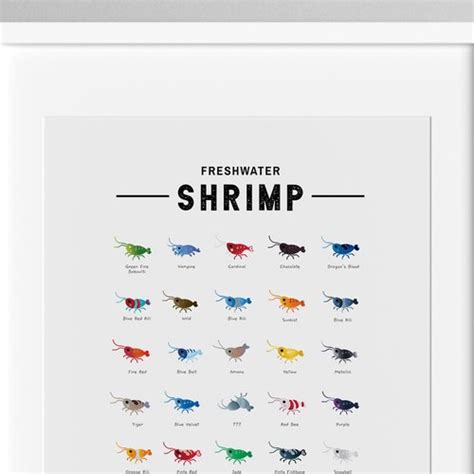 Freshwater Shrimp Species Poster Types of Shrimp Species - Etsy